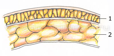 Анатомия живота. Строение подкожной жировой клетчатки на животе